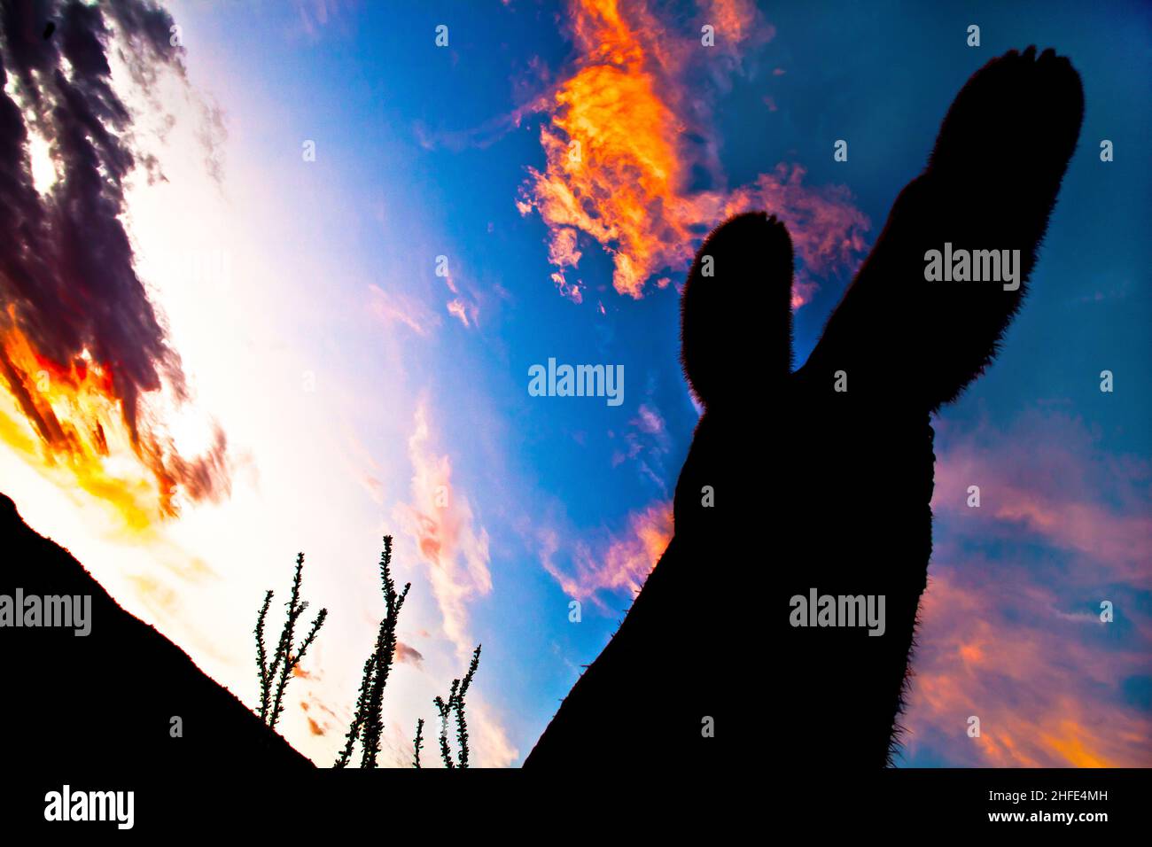 silhouette of cactus in Desert sunset lit sky Stock Photo - Alamy
