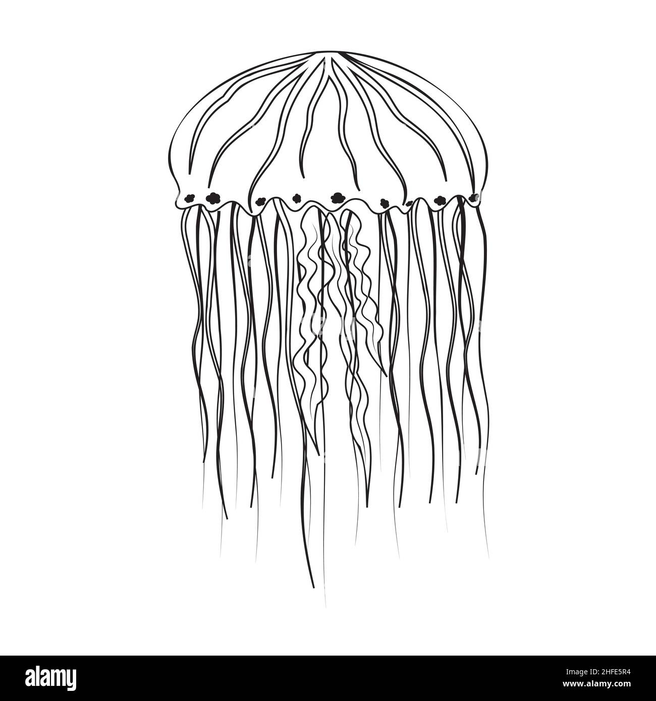 Sea jellyfish, black outline, coloring vector illustration Stock Vector  Image \u0026 Art - Alamy, image size:1300x1390