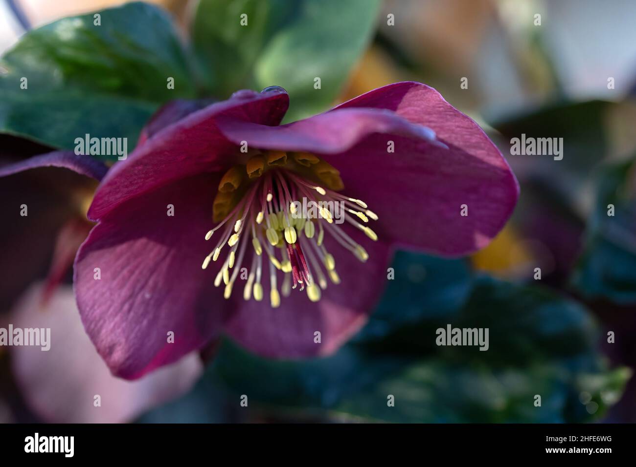 Closeup of flower of Helleborus 'Early Rose' in winter Stock Photo