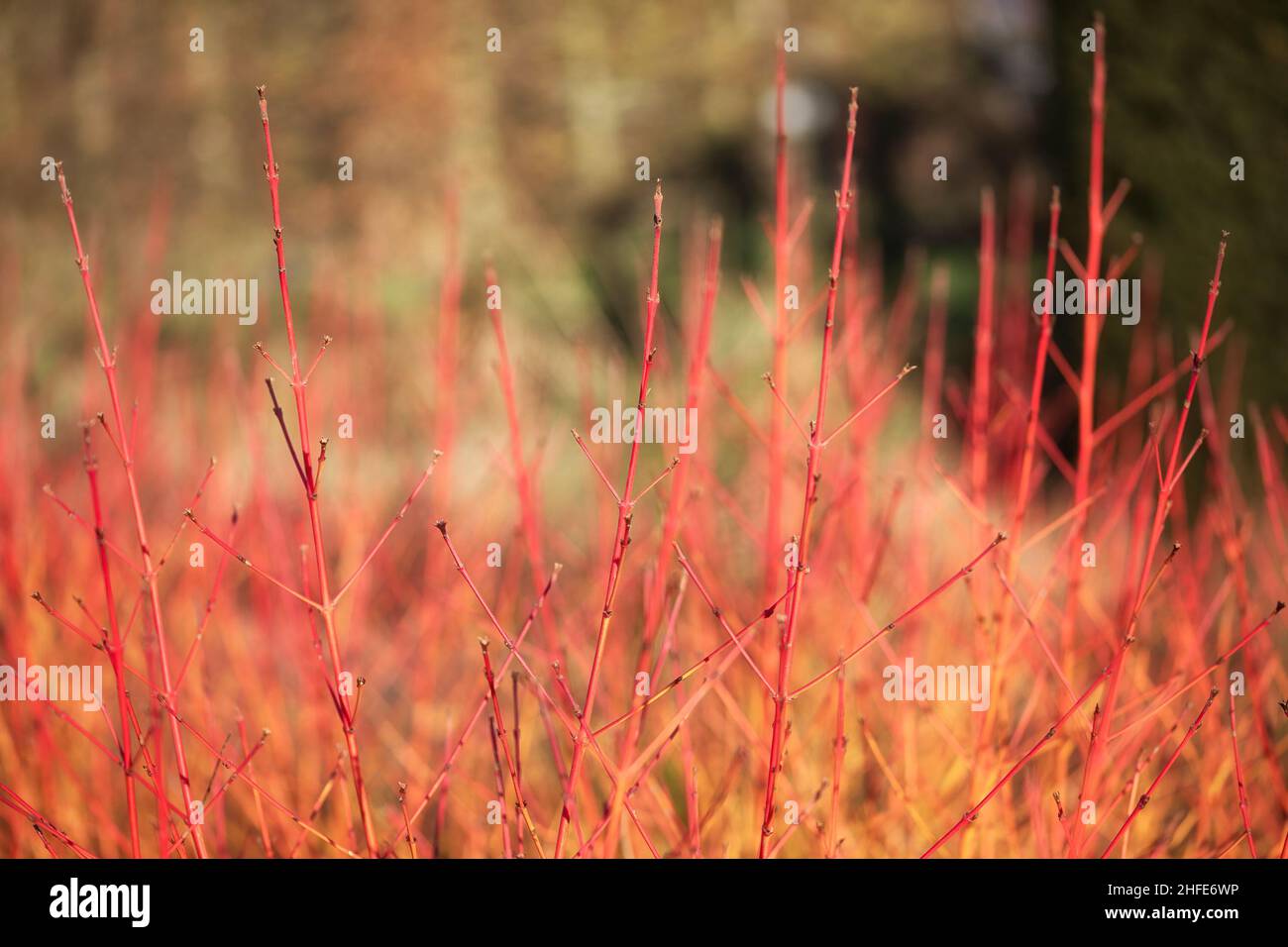 Midwinter fire cornus sanguinea hi-res stock photography and images - Alamy