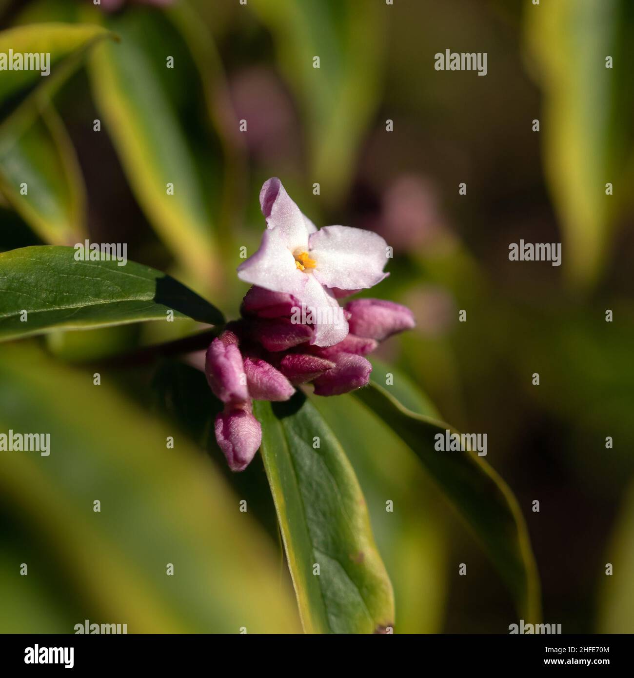 Closeup of a flower of Daphne bholua 'Limpsfield' in a garden in Stock Photo