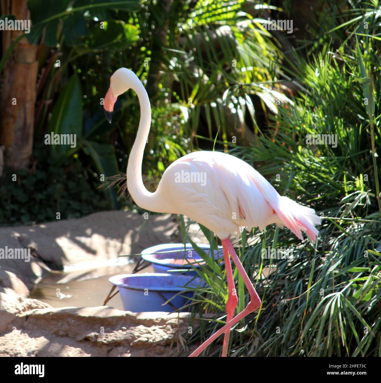 Greater flamingo (Phoenicopterus roseus) enjoying shade on a hot summer day in a zoo : (pix SShukla) Stock Photo