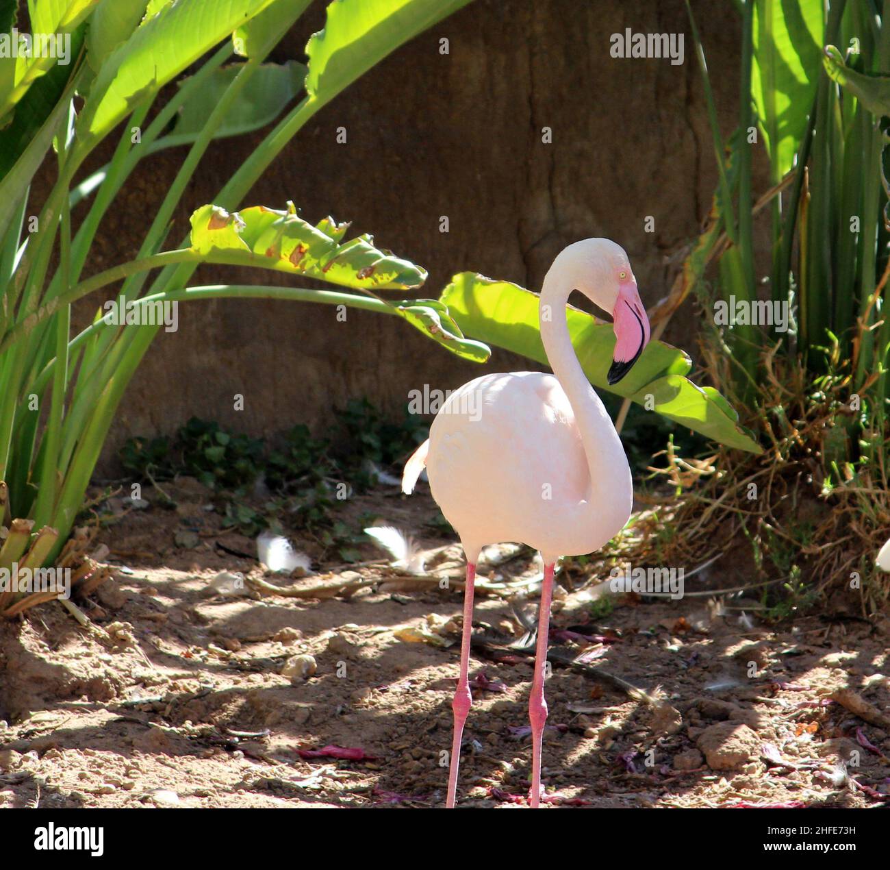 Greater flamingo (Phoenicopterus roseus) enjoying shade on a hot summer day in a zoo : (pix SShukla) Stock Photo