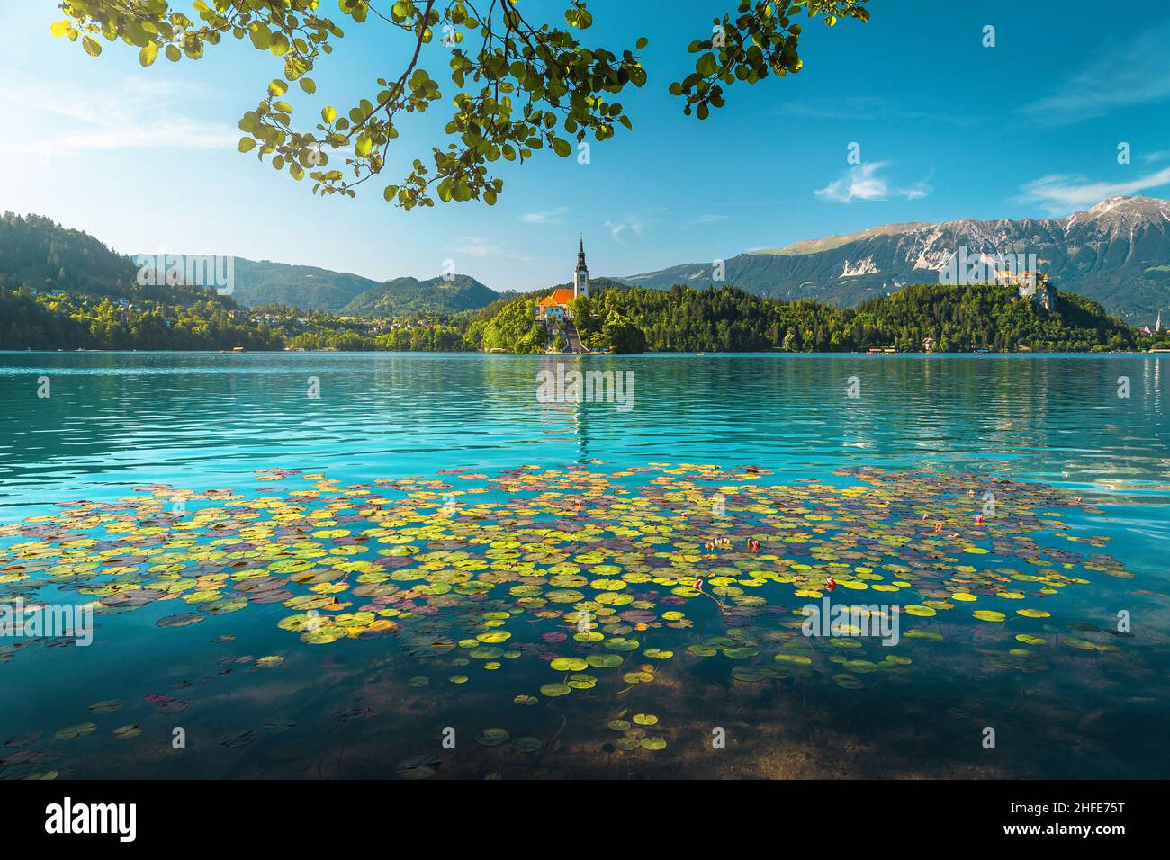 One of the most famous travel destination in Slovenia. Blooming water lily flowers on the lake and cute Pilgrimage church on the island in background, Stock Photo