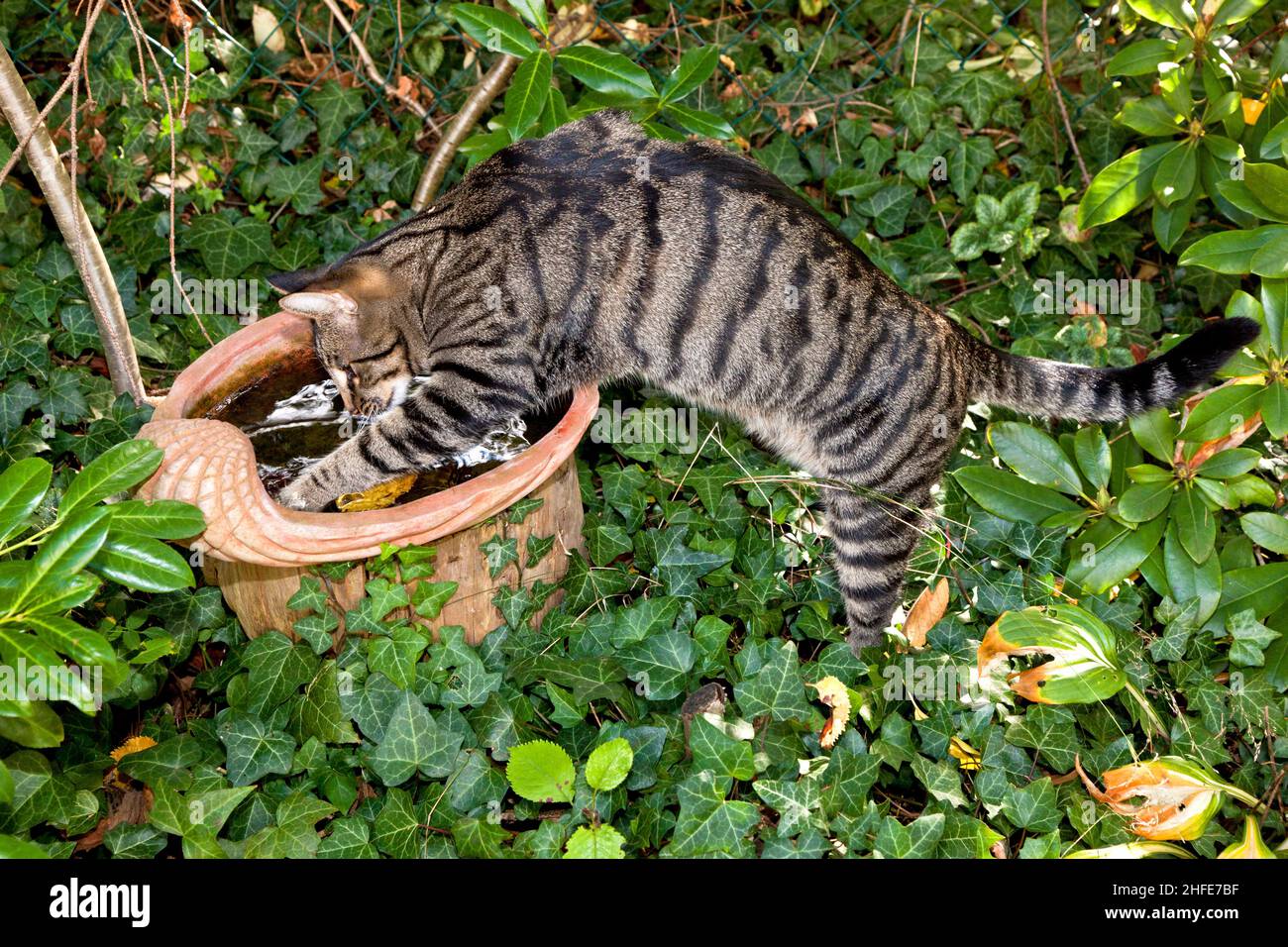 cute kitten lying in the garden Stock Photo - Alamy
