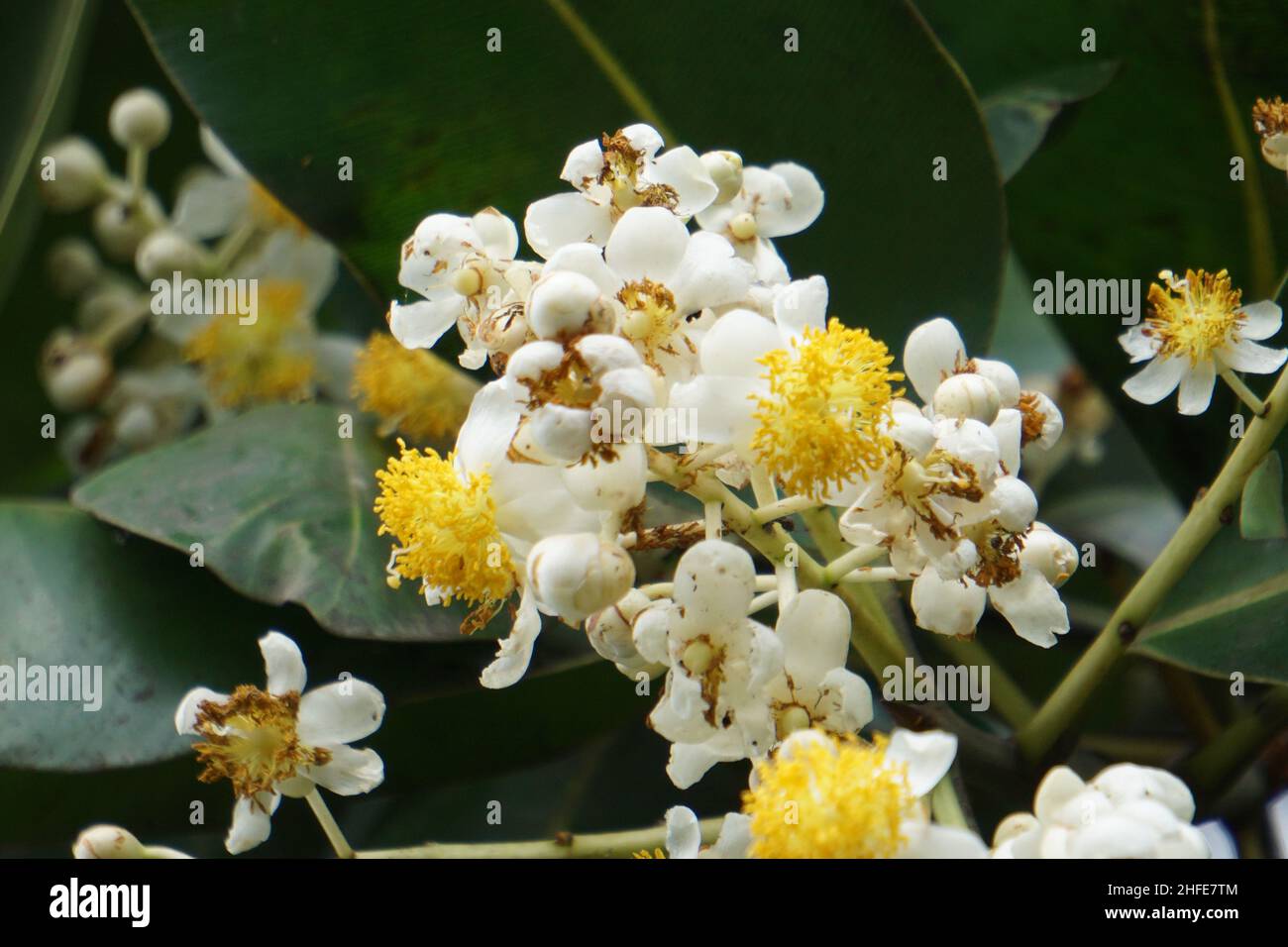 Calophyllum inophyllum (tamanu, mastwood, beach calophyllum, beautyleaf, Sinhala, balltree, beach touriga, Borneo-mahogany) with natural background Stock Photo