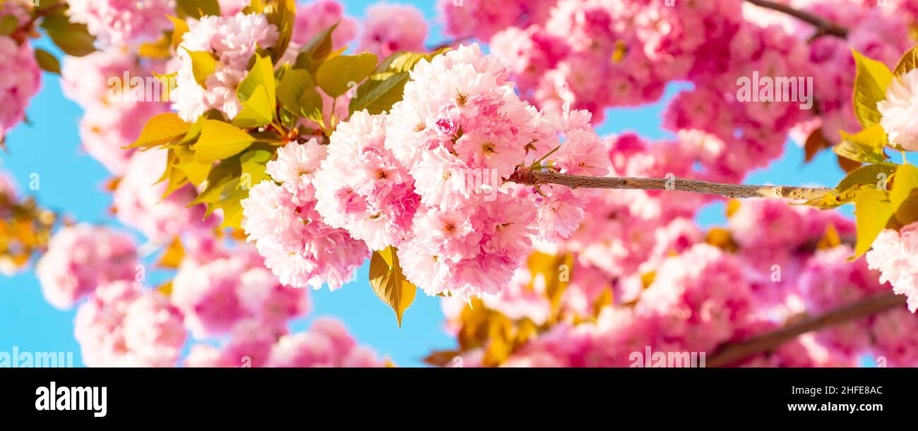 Spring banner, blossom background. Sakura spring flowers pattern. Cherry Blossoms Trees Stock Photo