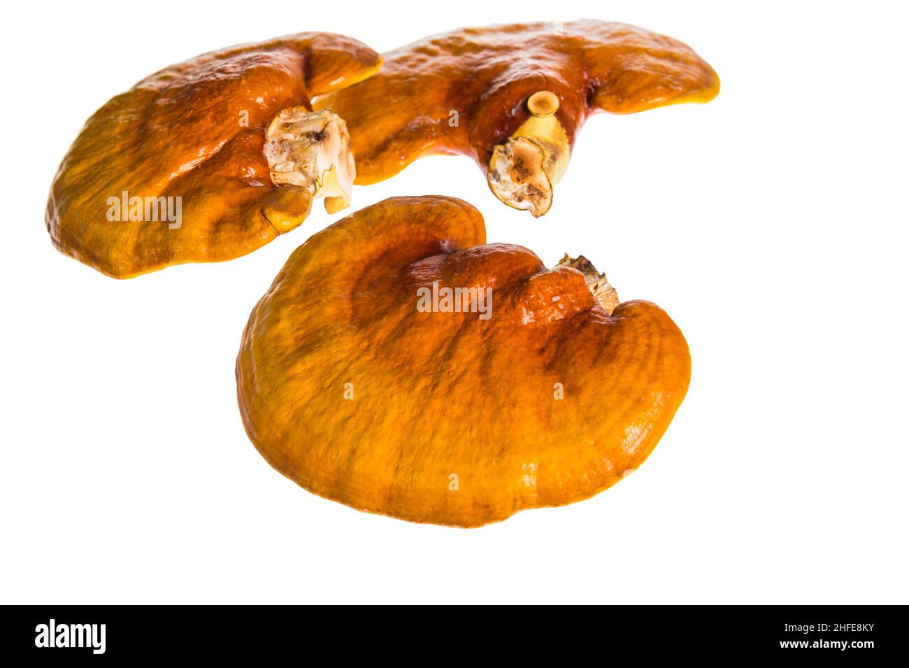 Lingzhi mushroom, Ganoderma lucidum, isolated on white background