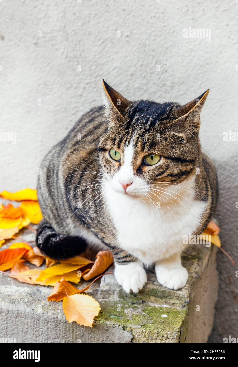 cute cat sitting and watching the garden Stock Photo - Alamy