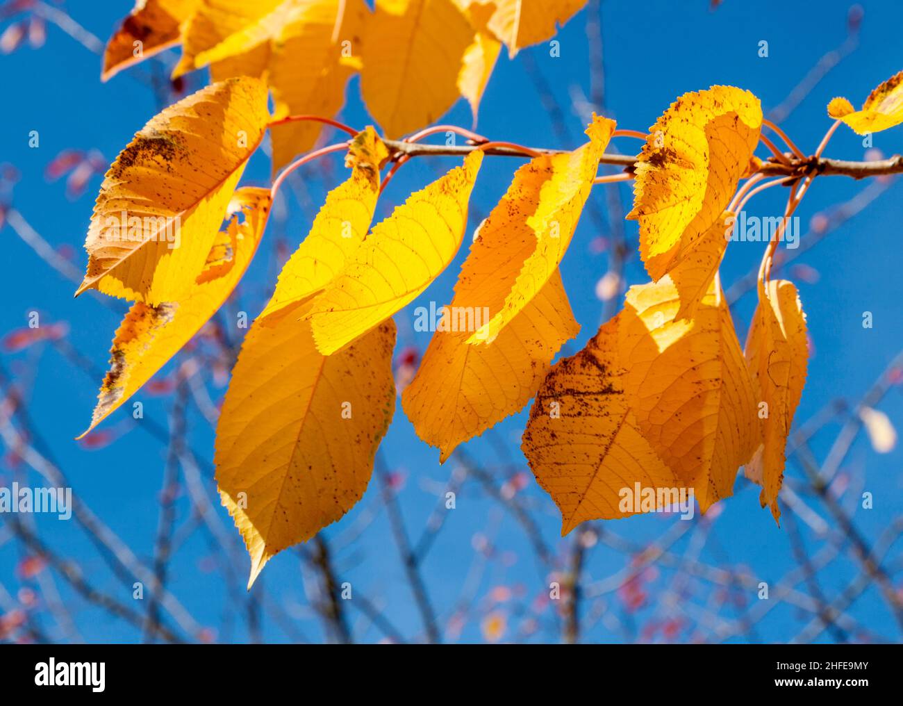 yellow autumn leaves hanging at the birch tree with blue sky Stock ...