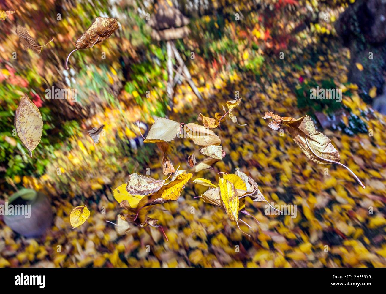 Flying fall leaves in wind hi-res stock photography and images - Alamy