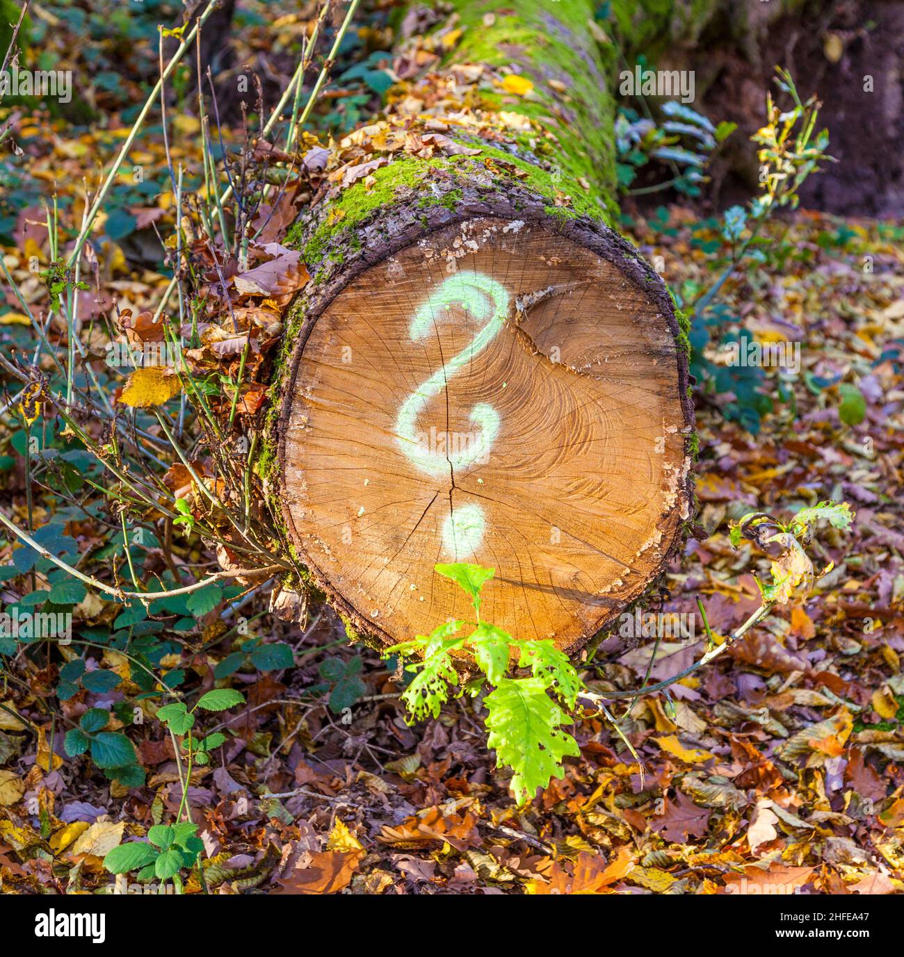tree in forest with painted question mark Stock Photo - Alamy