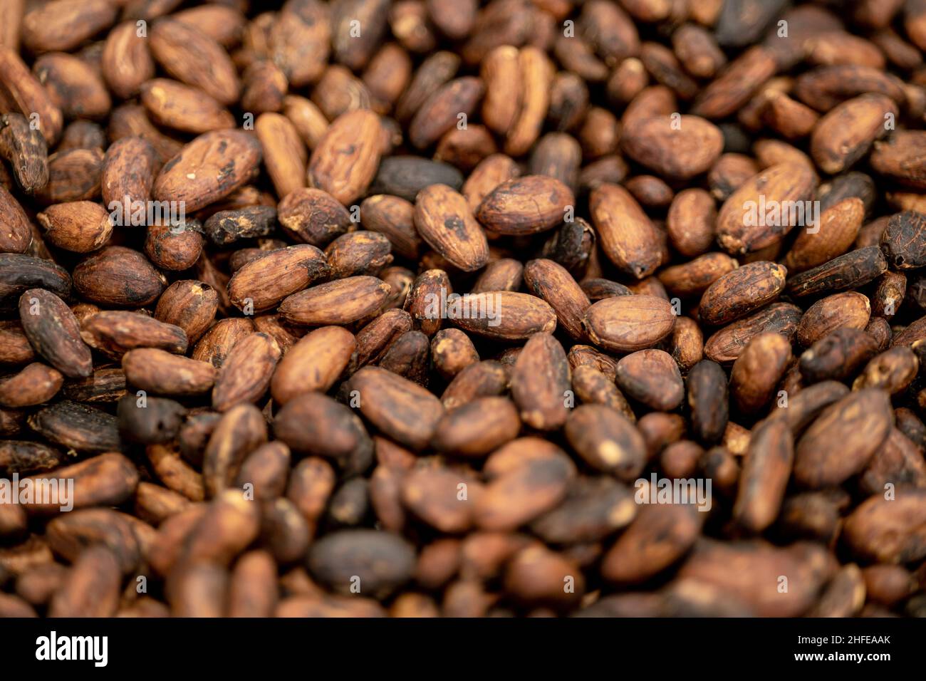 Theobroma cacao bean roasted nut seed for Chocolate making raw material