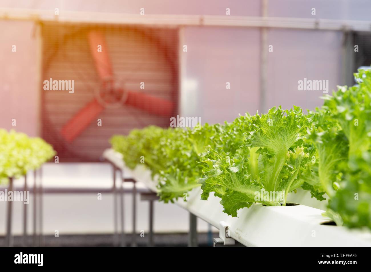 large fan air flow ventilator and cooling system in greenhouse for hydroponic agriculture lettuce farm Stock Photo