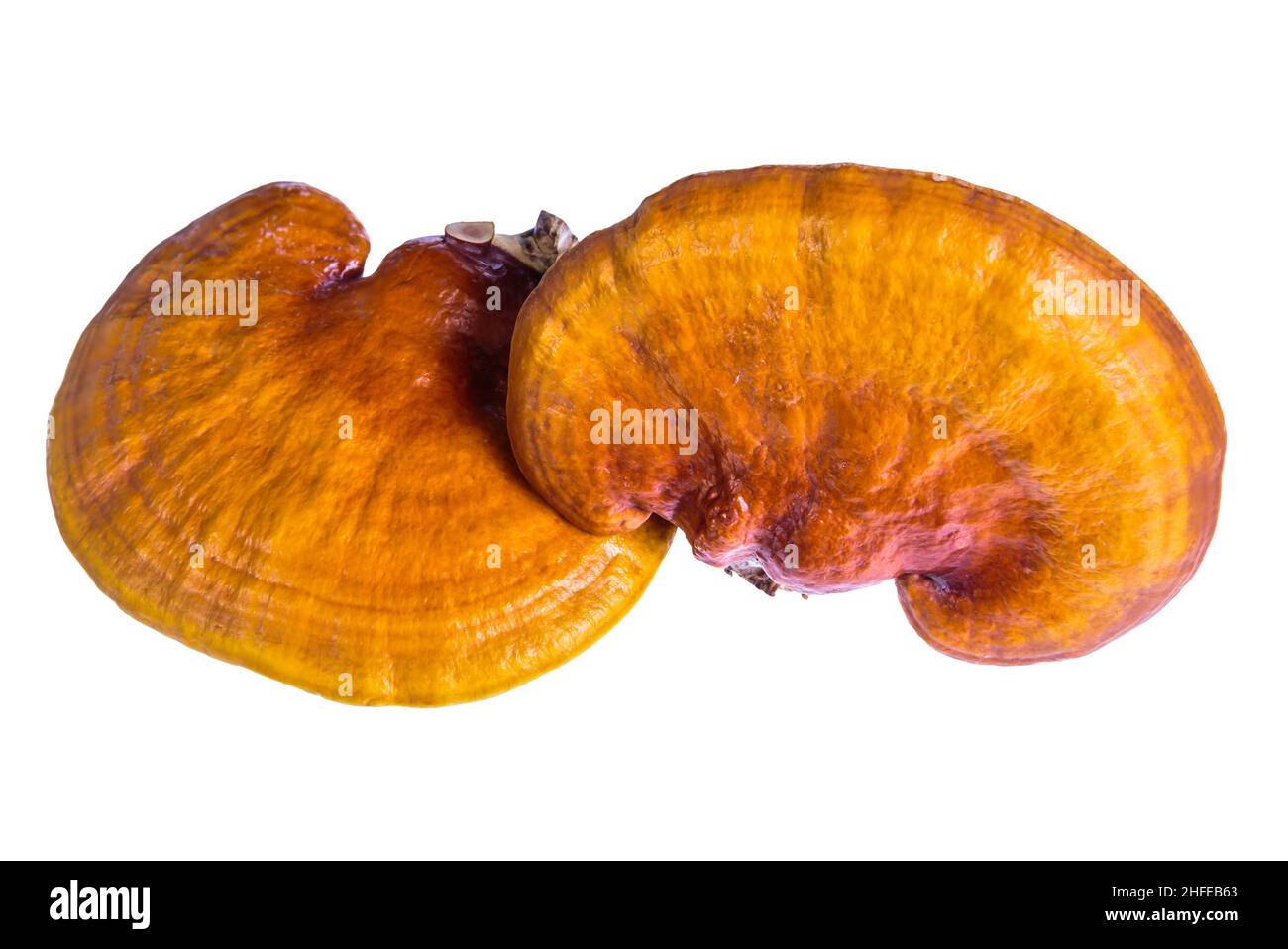 Lingzhi mushroom. Ganoderma lucidum. Isolated on white background