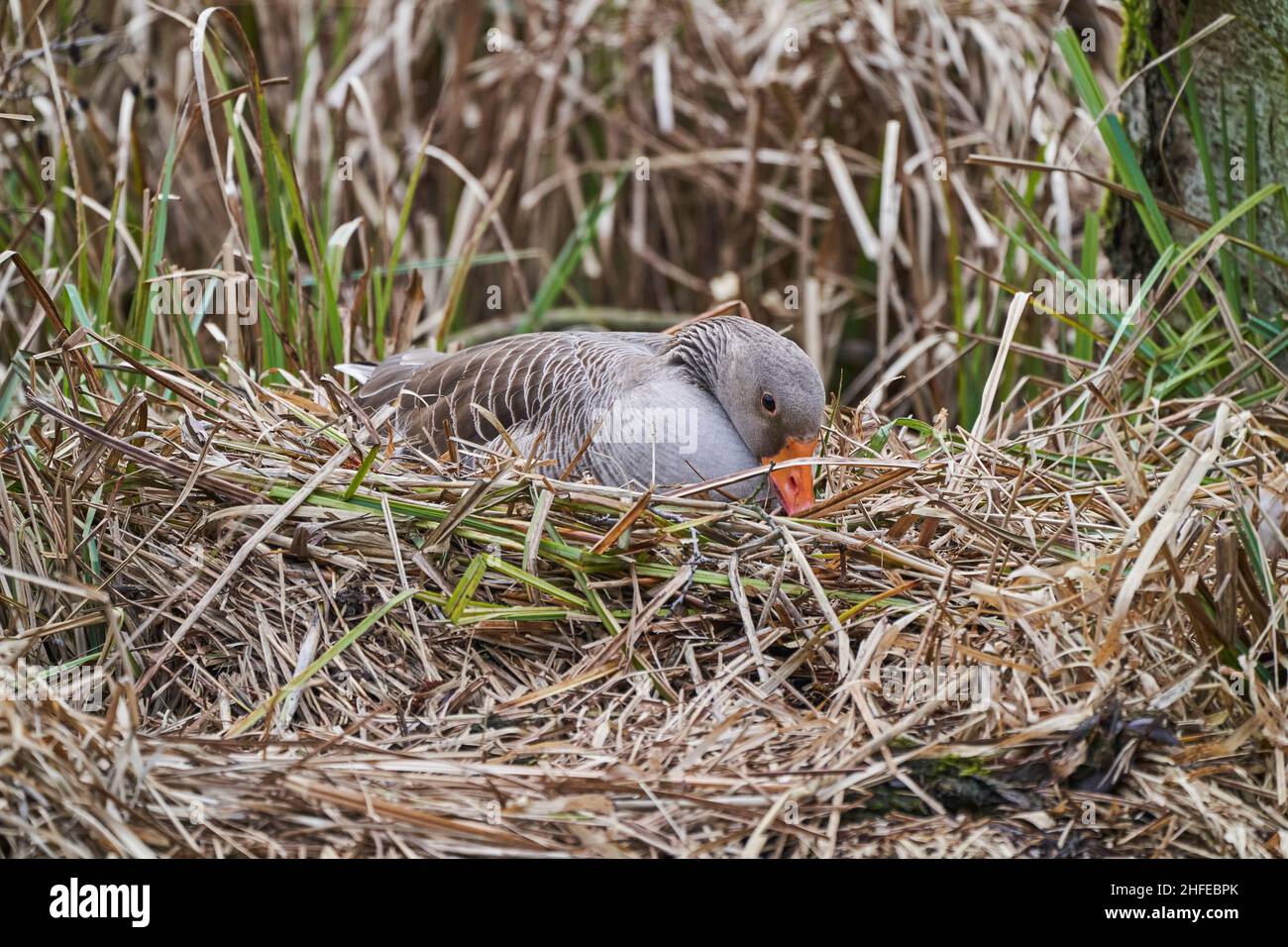 Waterfowl Reed Wild Goose is a large migratory waterfowl, sitting on a nest hidden in ...