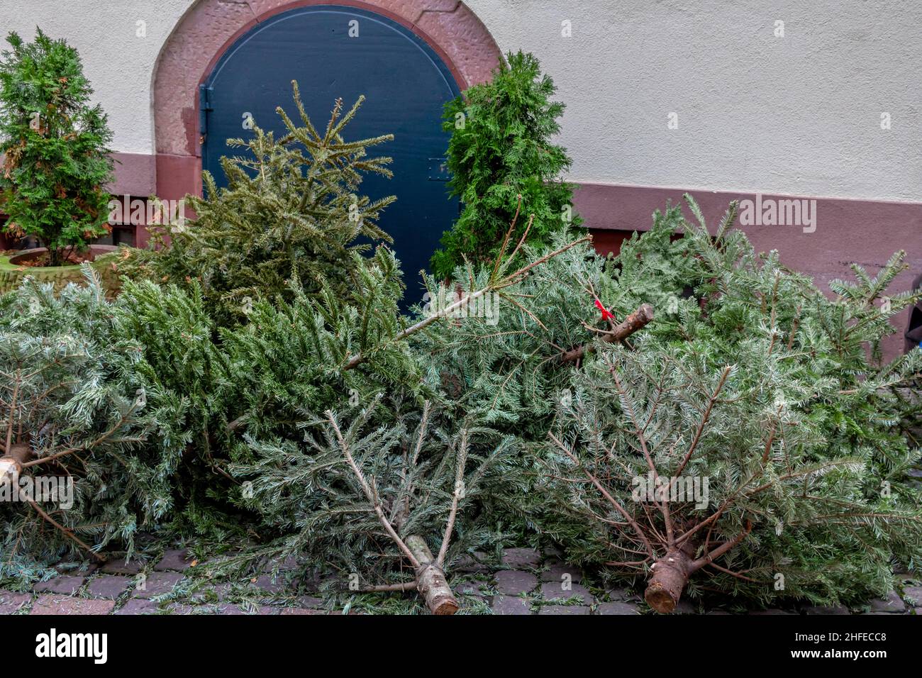 Old Christmas trees abandoned on a sidewalk waiting to be collected