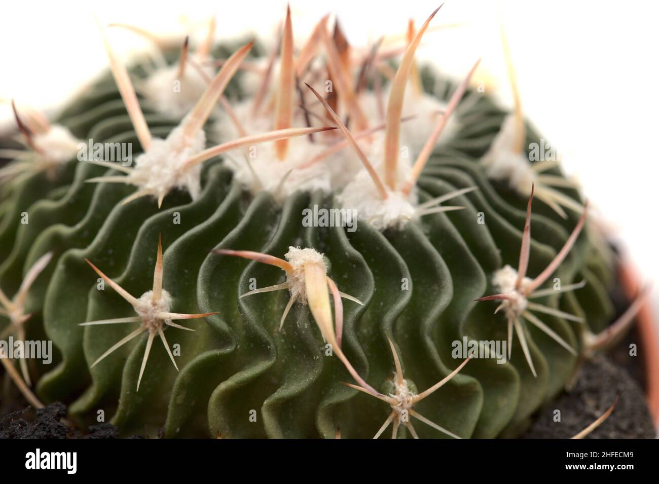 Stenocactus multicostatus, the brain cactus, small cactus with unusual wavy ribs natural macro floral background Stock Photo