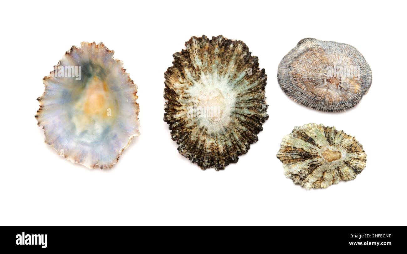 Limpet shells found on beaches of Gran Canaria, isolated on white background Stock Photo