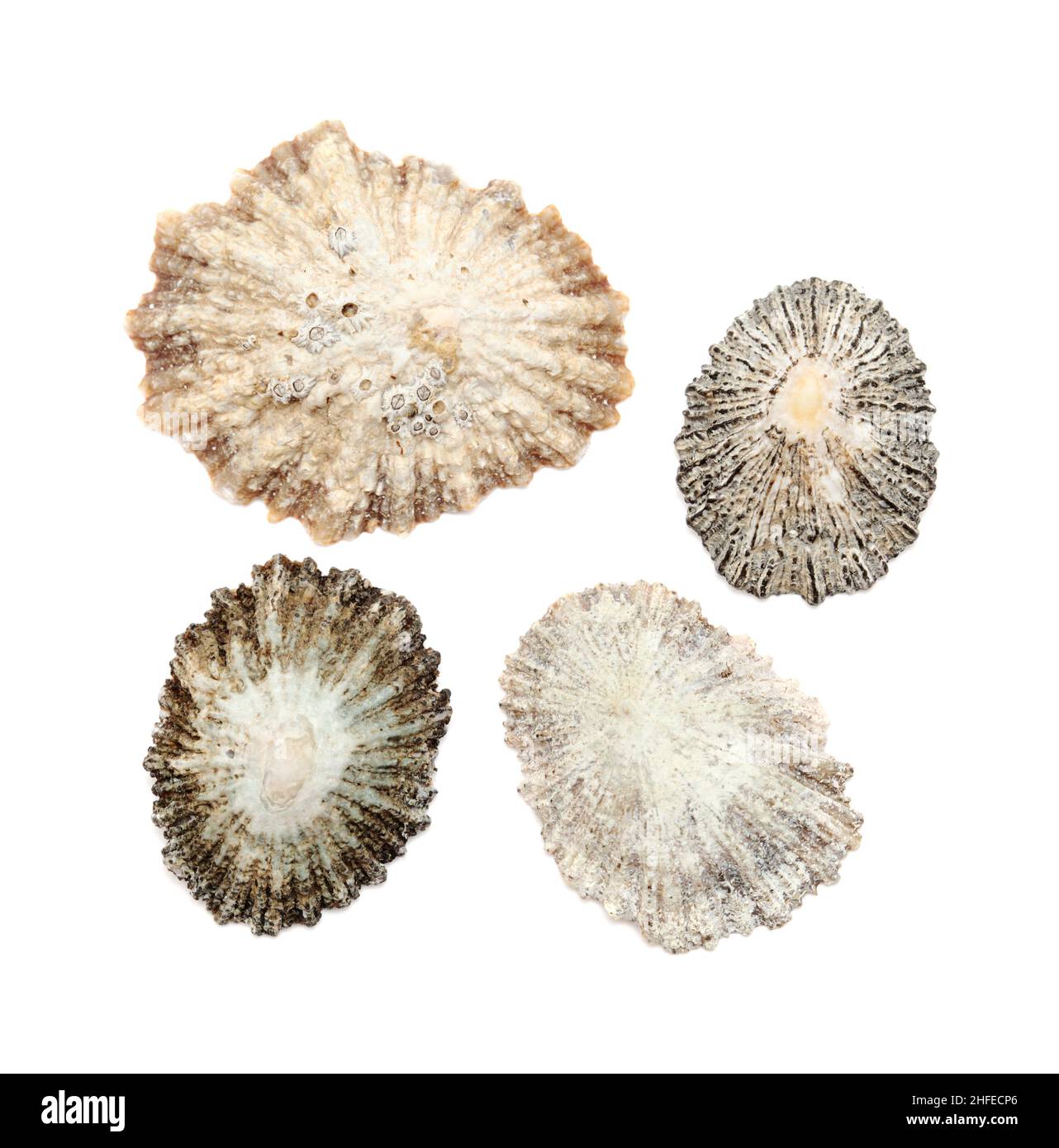 Limpet shells found on beaches of Gran Canaria, isolated on white background Stock Photo