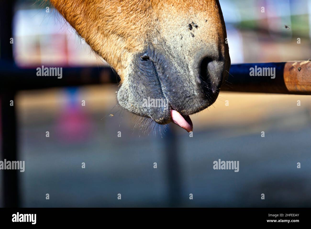 horse licking the rusty fence in the outdoor stable Stock Photo Alamy