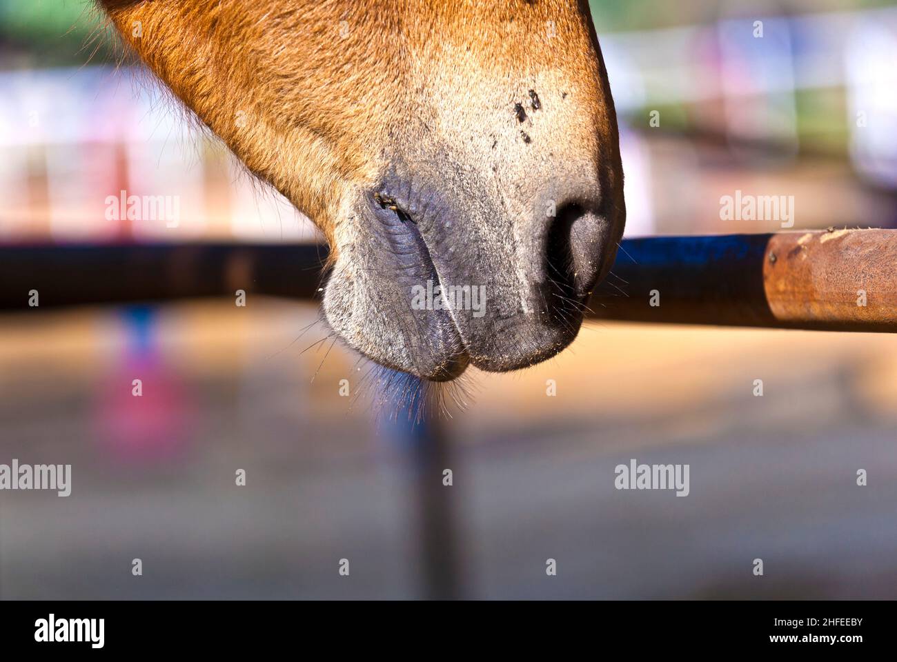 horse licking the rusty fence in the outdoor stable Stock Photo Alamy