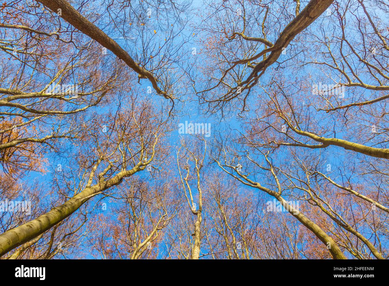 crown of trees under blue sky Stock Photo - Alamy