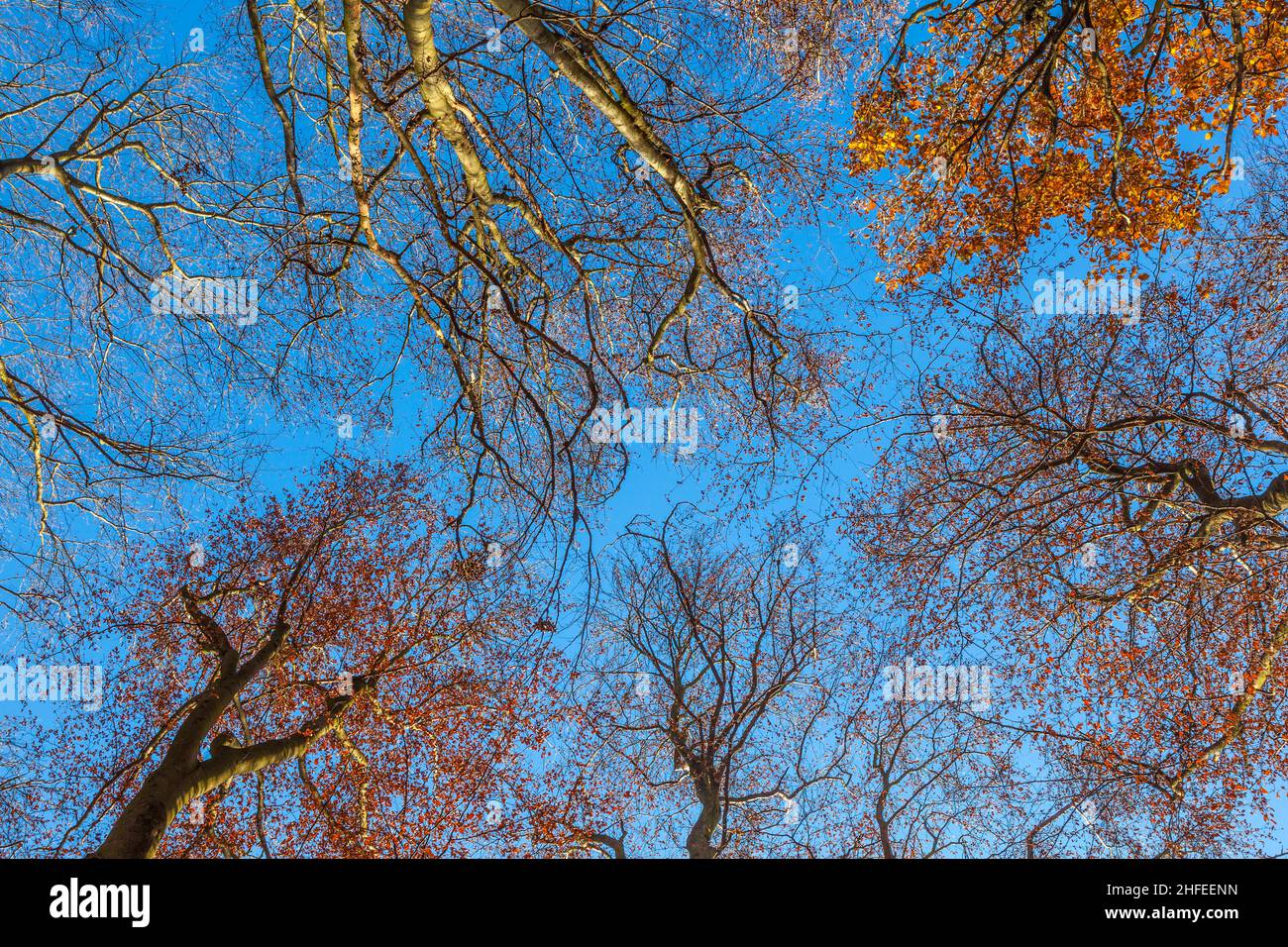 crown of trees under blue sky Stock Photo - Alamy