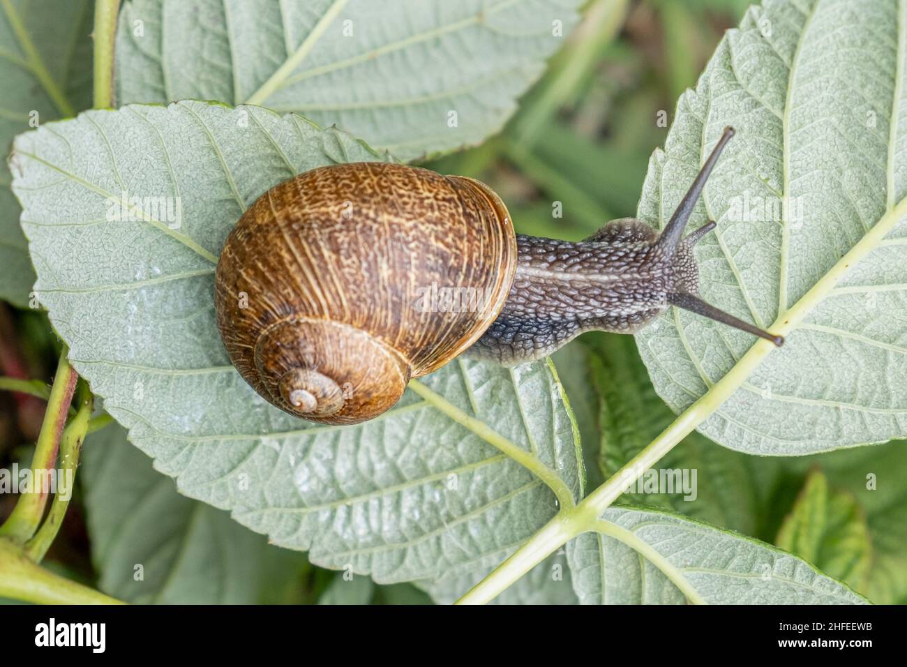 Burgundy snail or escargot crawling over green leaves. Snail with brown striped shell, crawling over vegetables. Caviar. Stock Photo