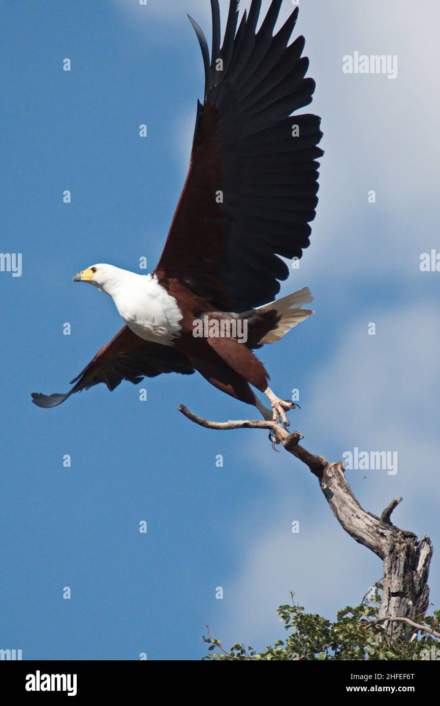 African Fish-Eagle in Chobe National park in Botswana in Africa Stock Photo