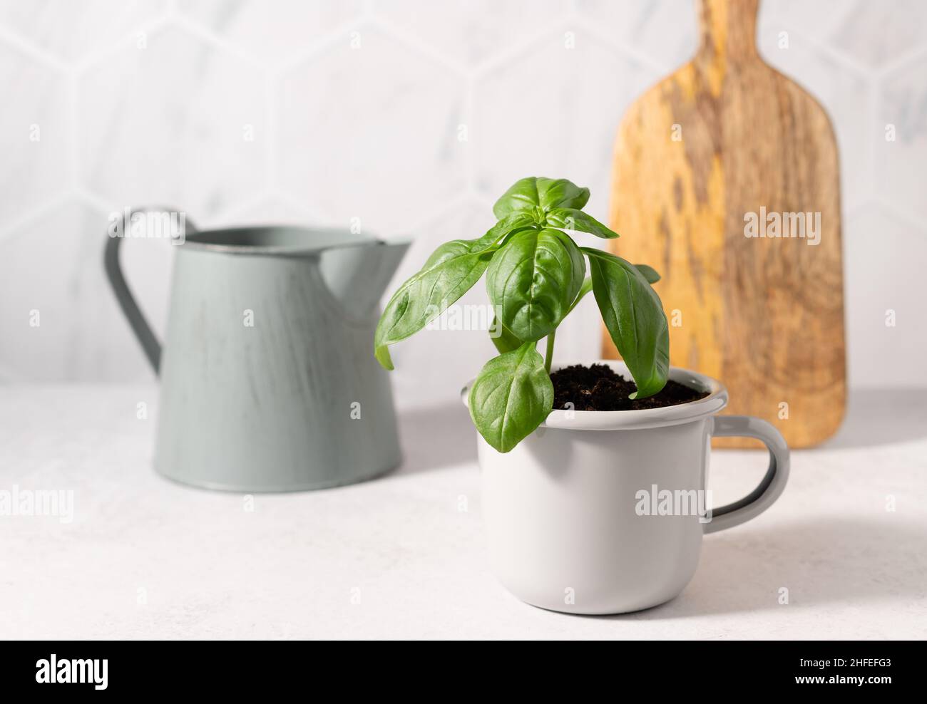 Growing basil sunny kitchen hi-res stock photography and images - Alamy