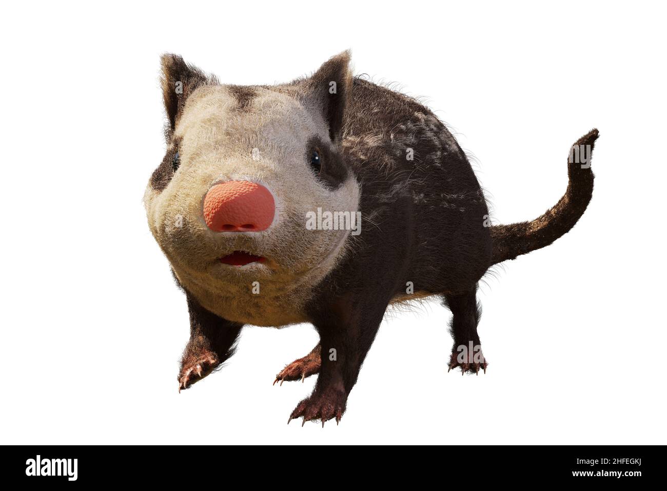 Alphadon, small extinct mammal from the Late Cretaceous that lived alongside dinosaurs, isolated on white background Stock Photo
