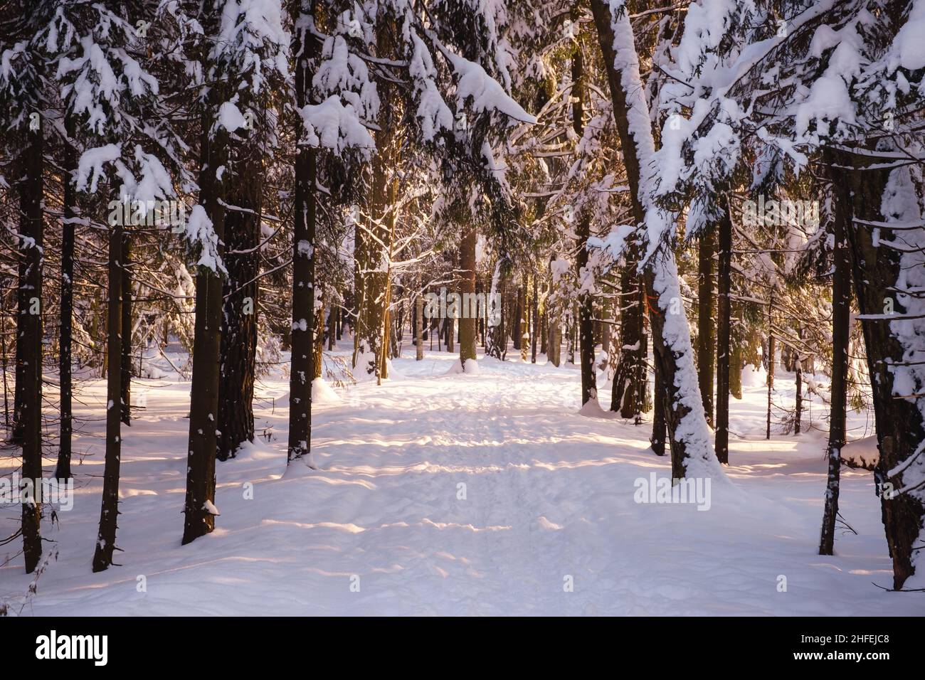 Sprus Snow Winter in spruce forest, spruces covered with white fluffy snow. ski ...