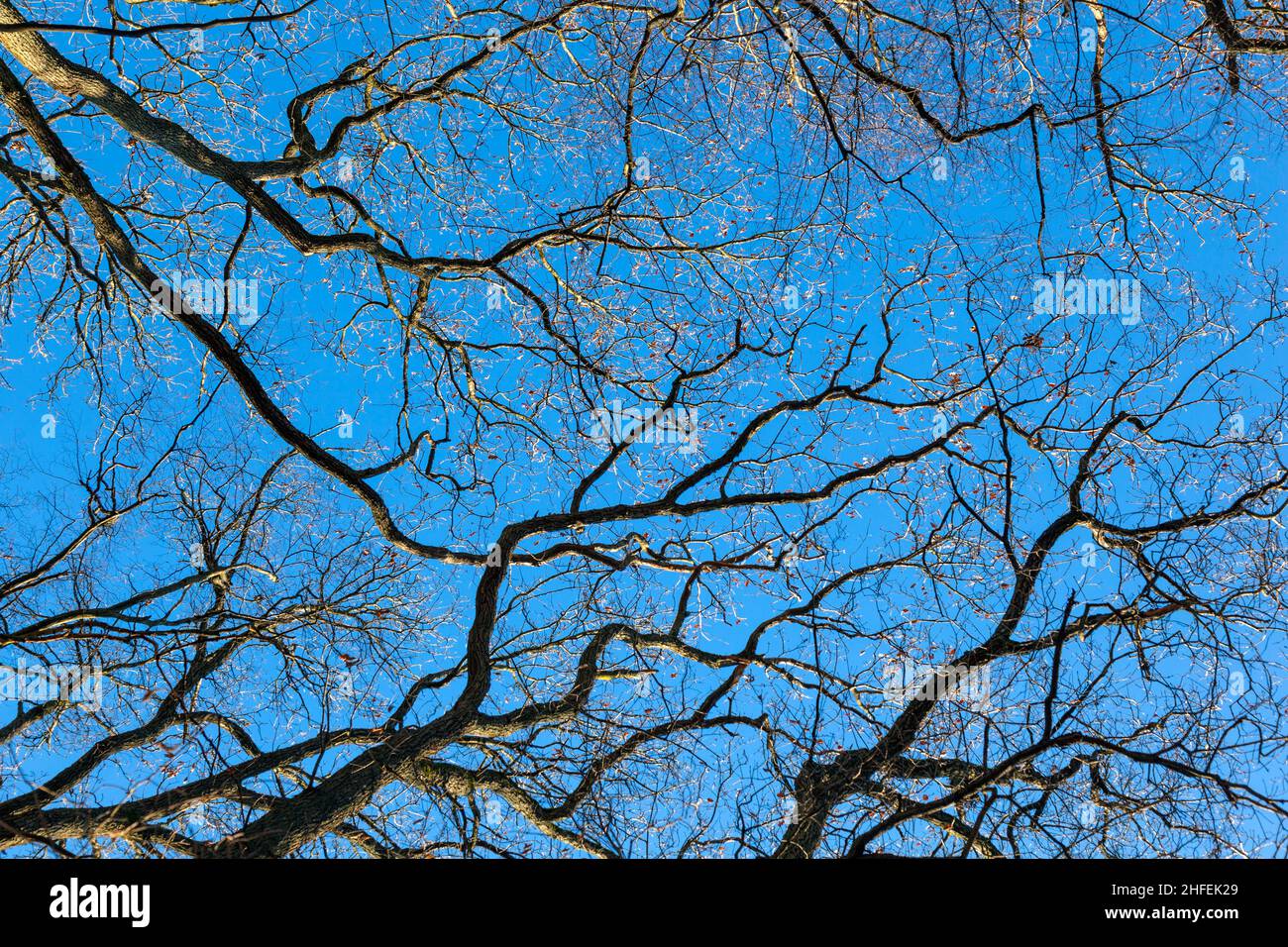 crown of trees under blue sky in the forest Stock Photo - Alamy