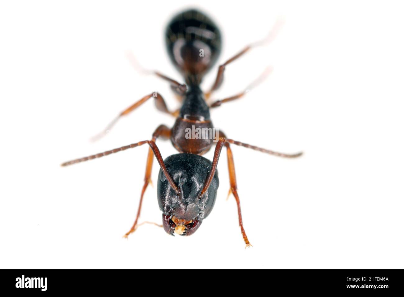 Ant of the genus Camponotus, isolated on white background. Stock Photo