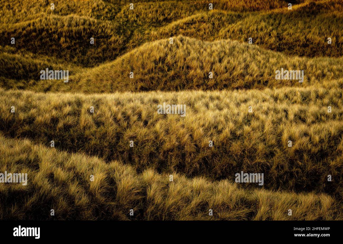 Scottish Highlands ... An abstract textured picture of beach grasses at Oldshoremore beach, near Kinlochbervie, NW Scotland Stock Photo
