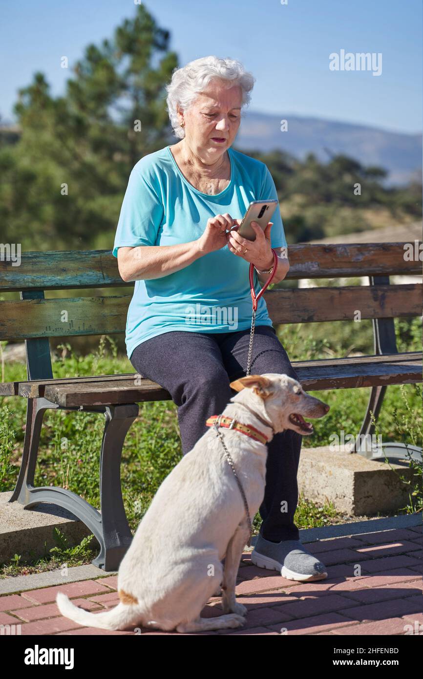 Gray haired old female texting message on cellphone while sitting on bench with obedient Podenco in park Stock Photo