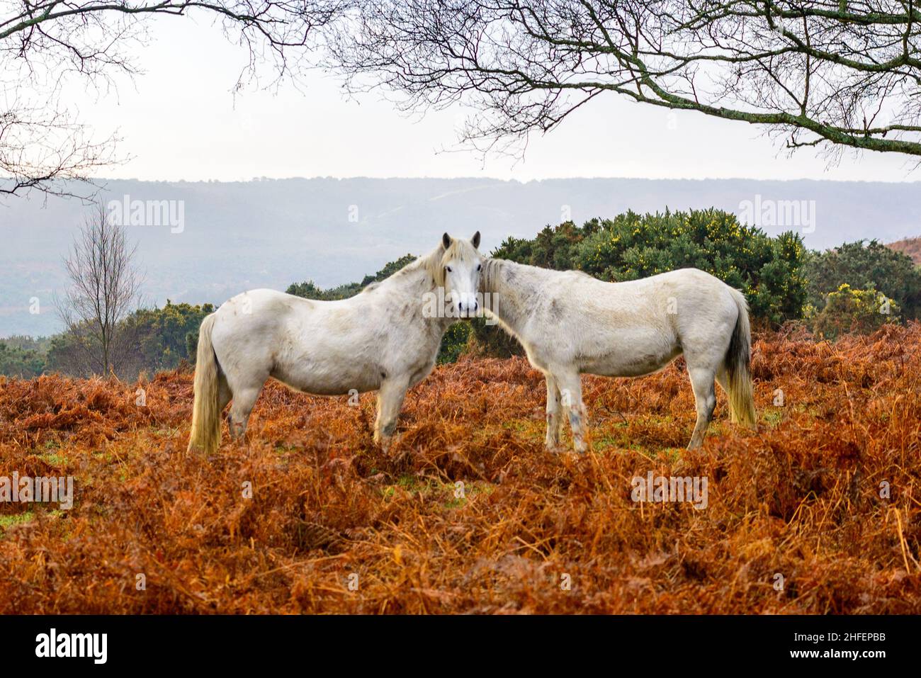 Godshill, New Forest, Hampshire, UK. 16th January, 2022. Weather: When one head is better than two - two ponies appear to merge into one at the neck to look like a one-headed eight legged animal. A milder interlude to the cold spell raises temperatures back to the seasonal average. Credit: Paul Biggins/Alamy Live News Stock Photo