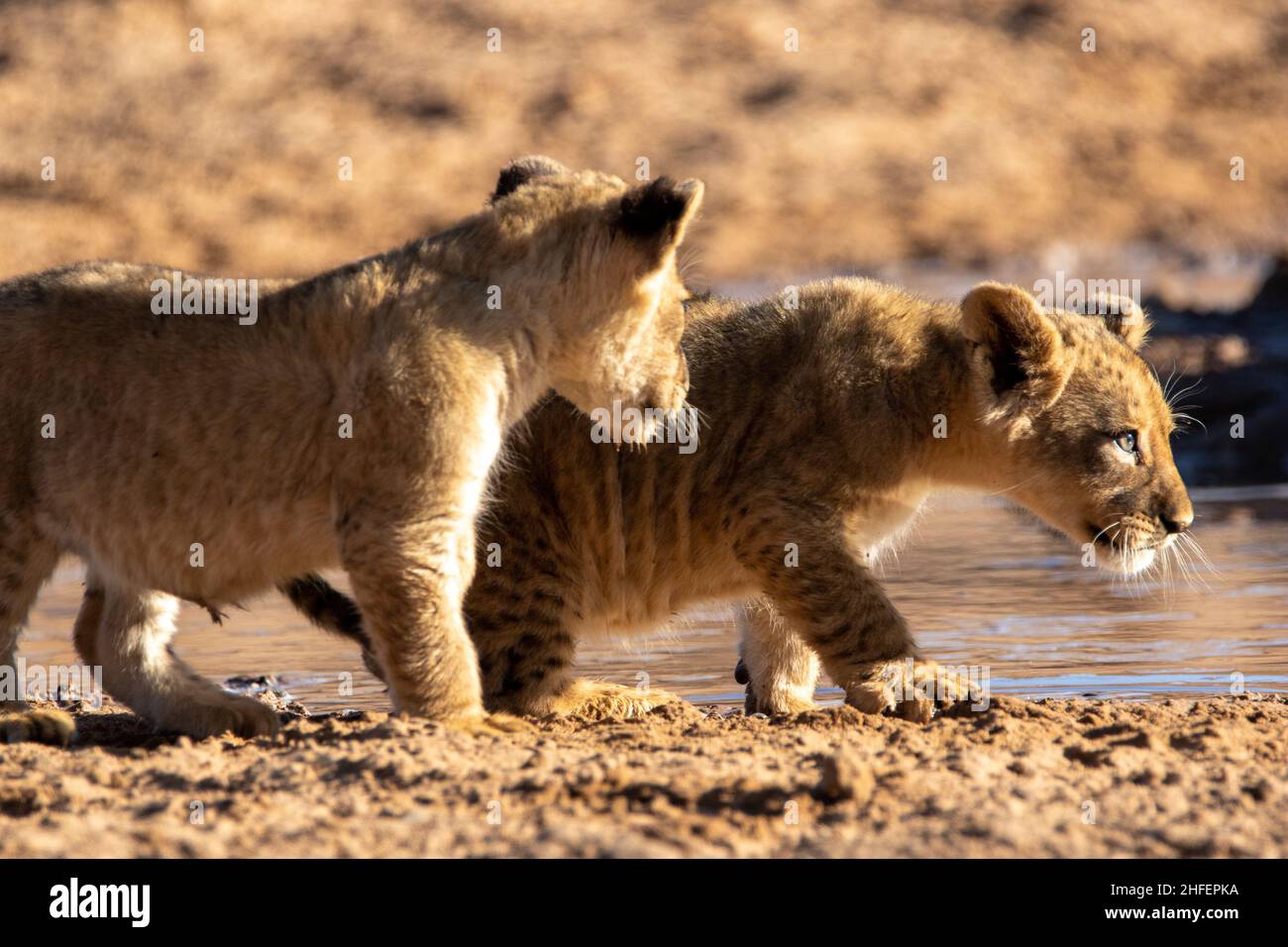 Lion cubs in the Kgalagadi Stock Photo