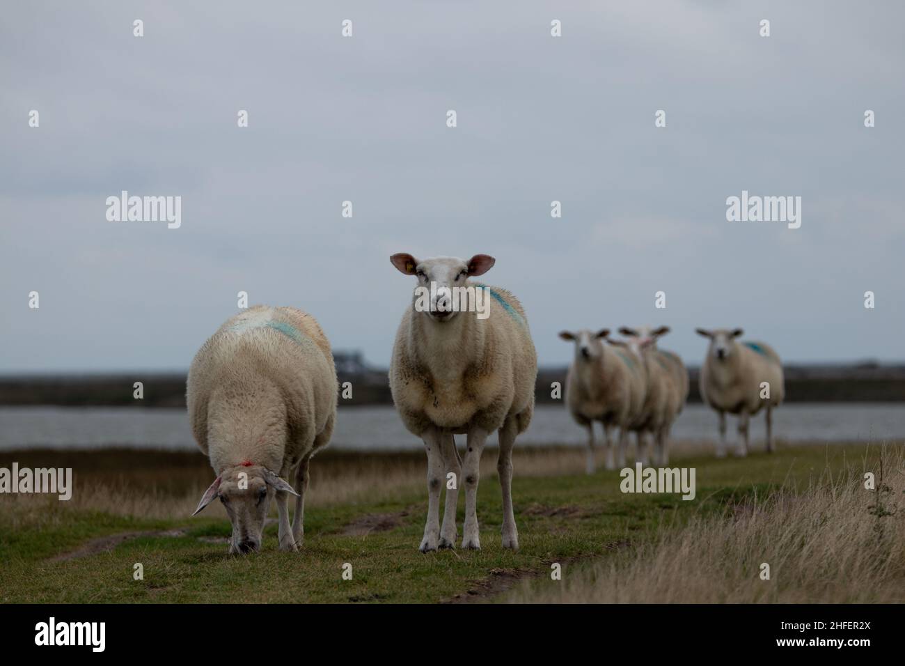 Schafe beim grasen auf dem Deich Stock Photo