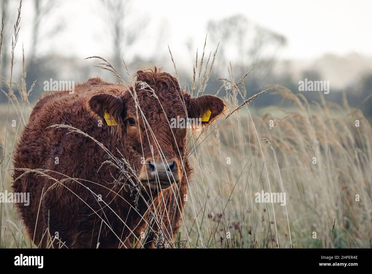 Kuh auf einer Weide im regen Stock Photo