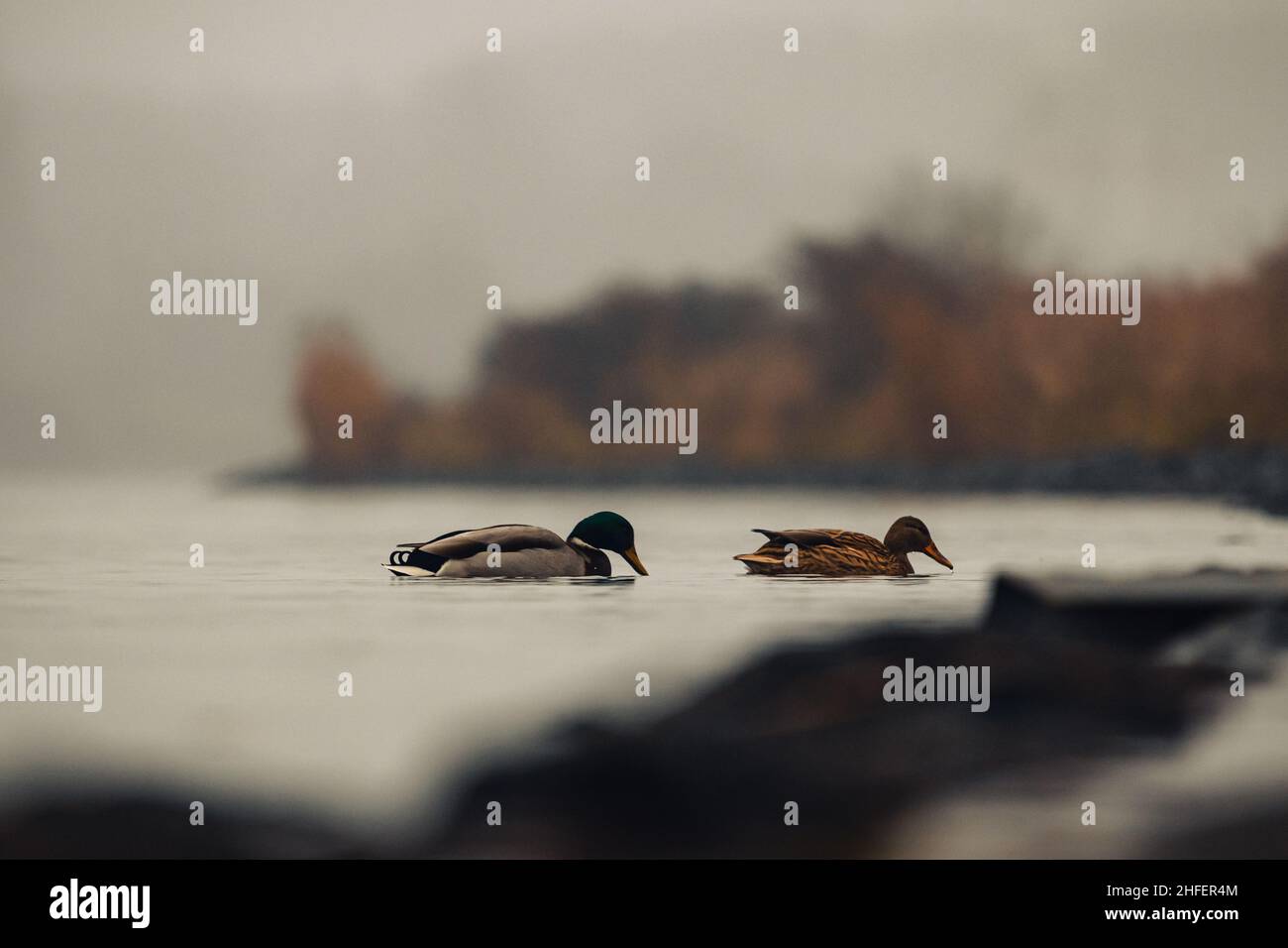 stockenten schwimmern ueber einen See bei luebeck Stock Photo