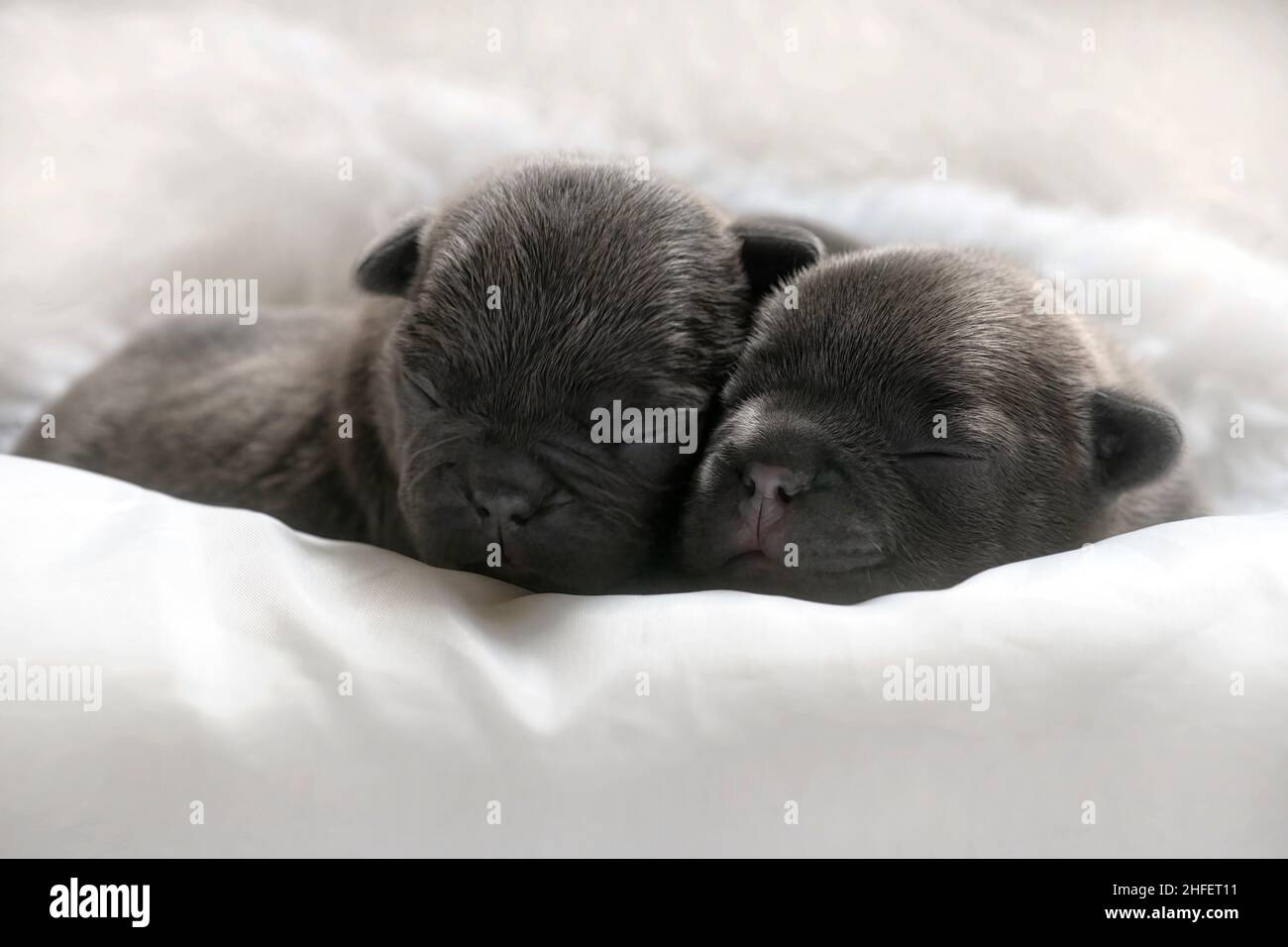 pair of healthy one week old french bulldog puppies with closed eyes ,  cuddled in a together , light background for copy-space front focus Stock Photo