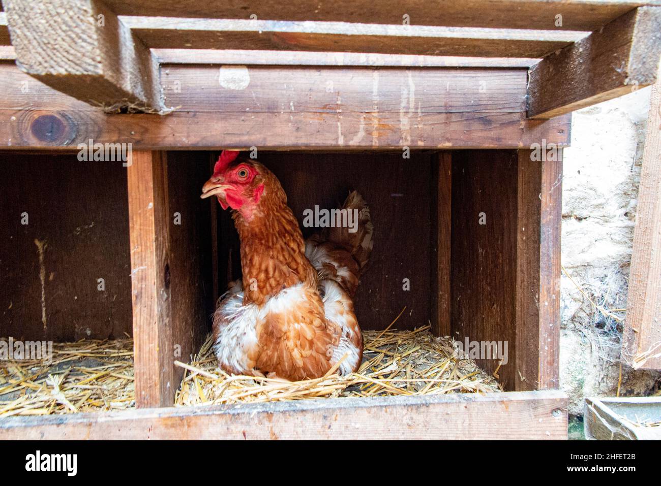 A hen in a chicken coop Stock Photo - Alamy