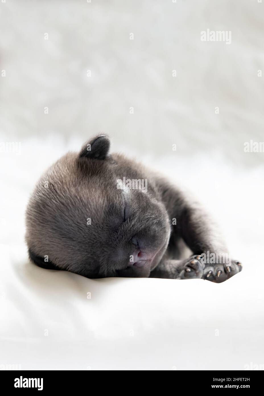 one week old french bulldog puppy, vertical image front focus on head ears eyes and nose tiny mouth slightly open. light background for copyspace Stock Photo