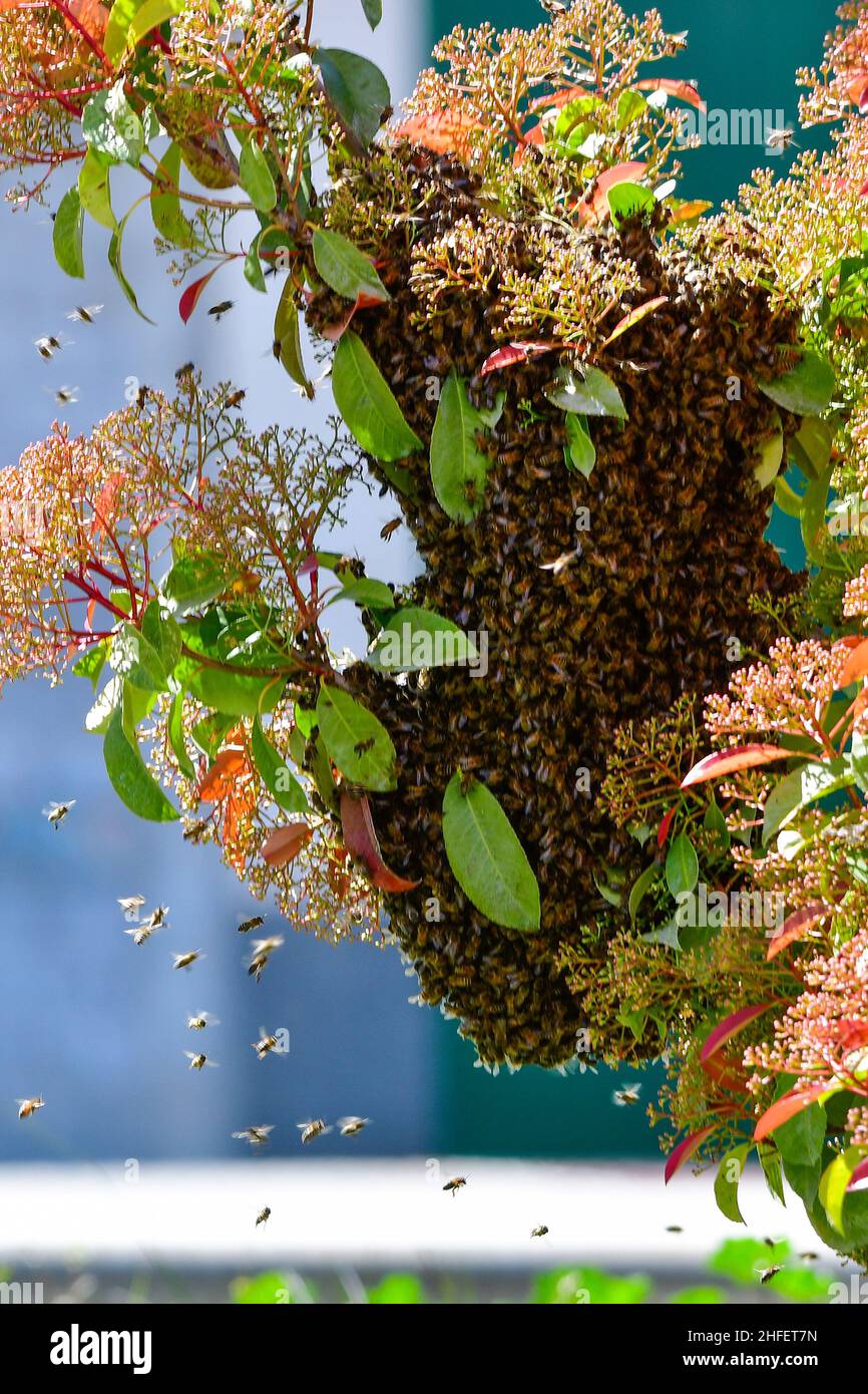 Swarm of bees formed in a tree in the garden. Stock Photo