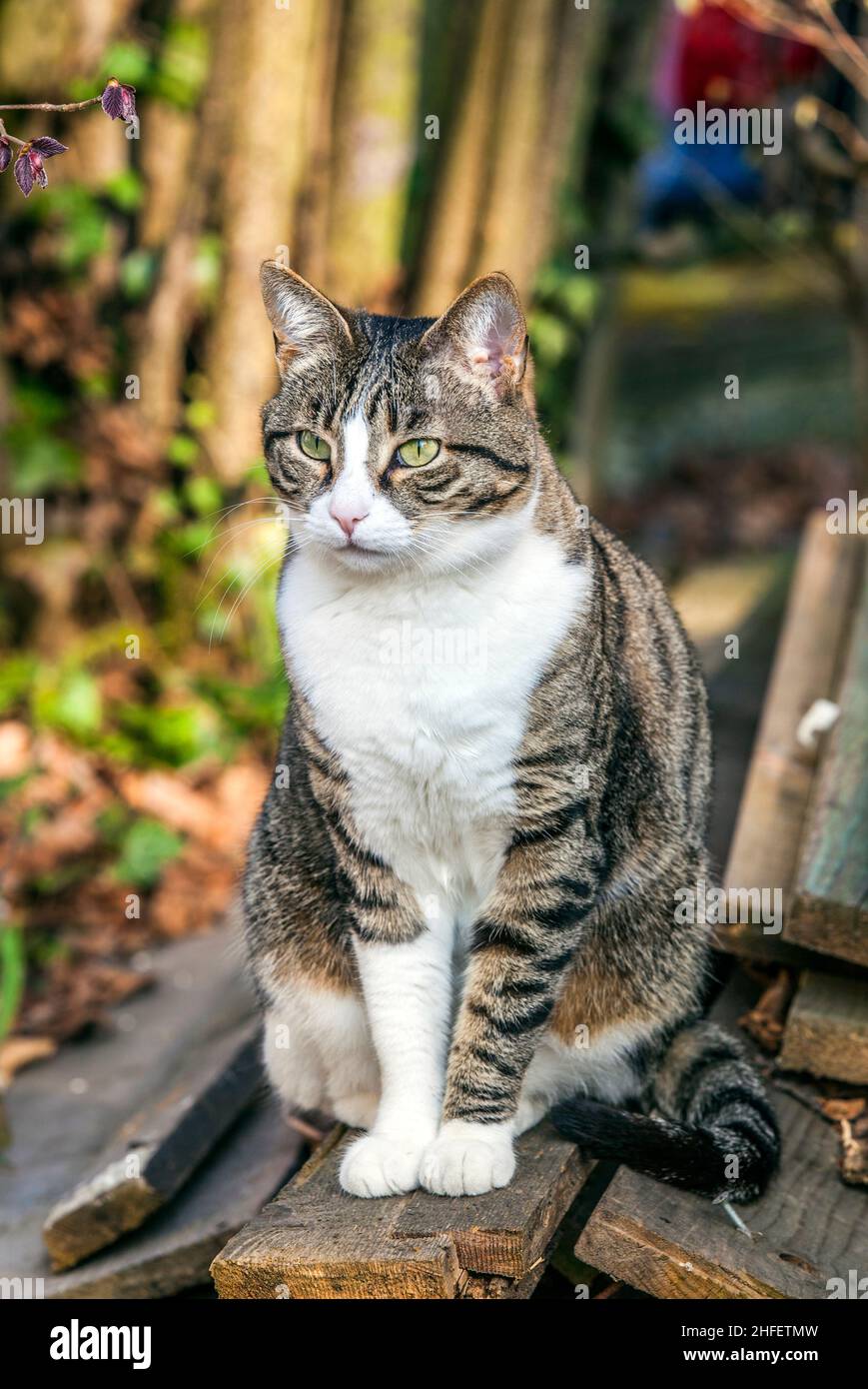 cute cat in the garden Stock Photo - Alamy