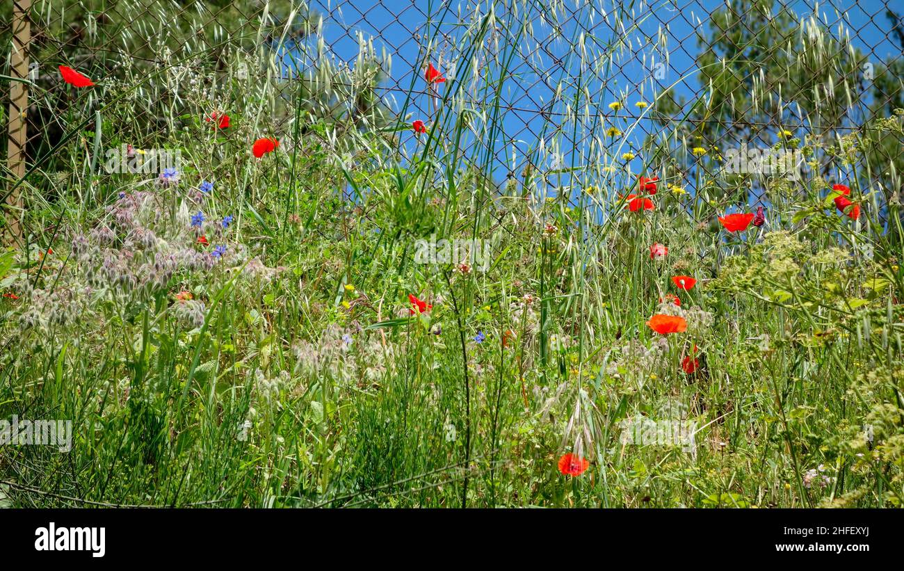Tuscan countryside with poppies hi-res stock photography and images - Alamy