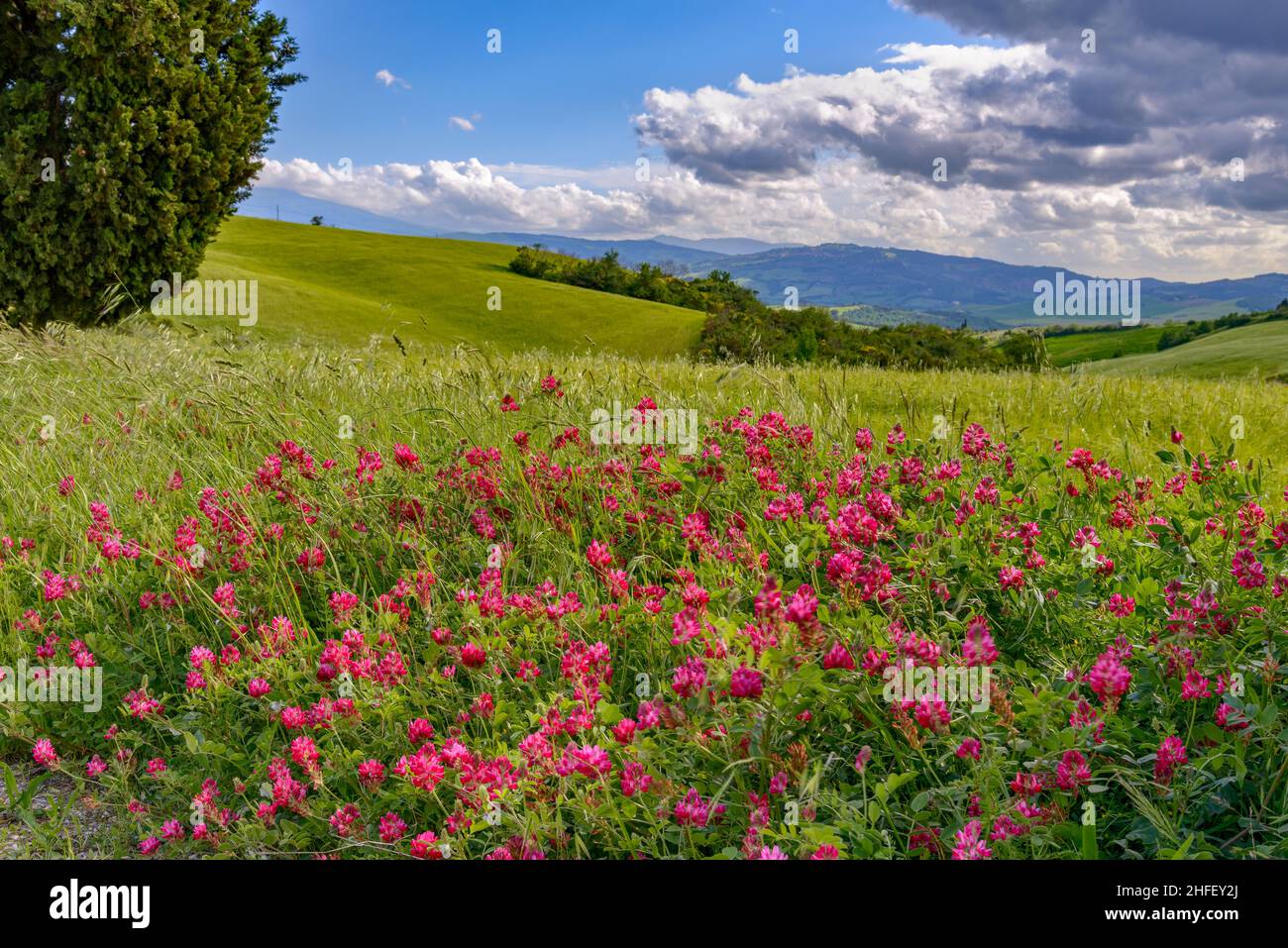 French Honeysuckle (Hedysarum coronarium) flowering in Tuscany Stock Photo