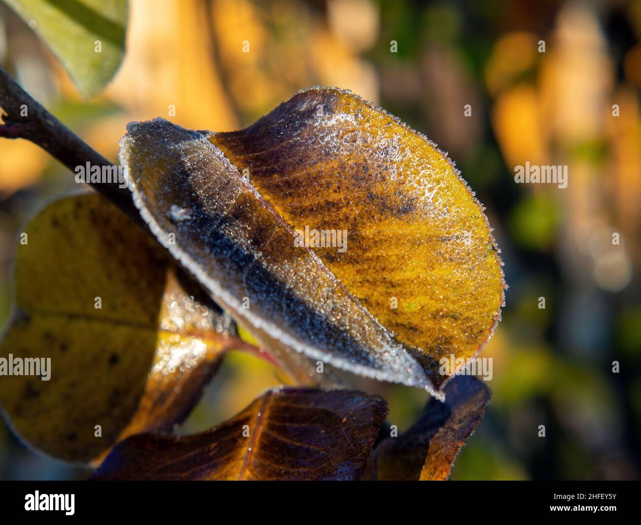leaves of the tree in frost in the early morning, autumn Stock Photo